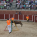 foto de los novillos